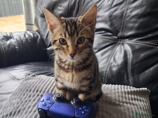 Bengal cats - Advert 2