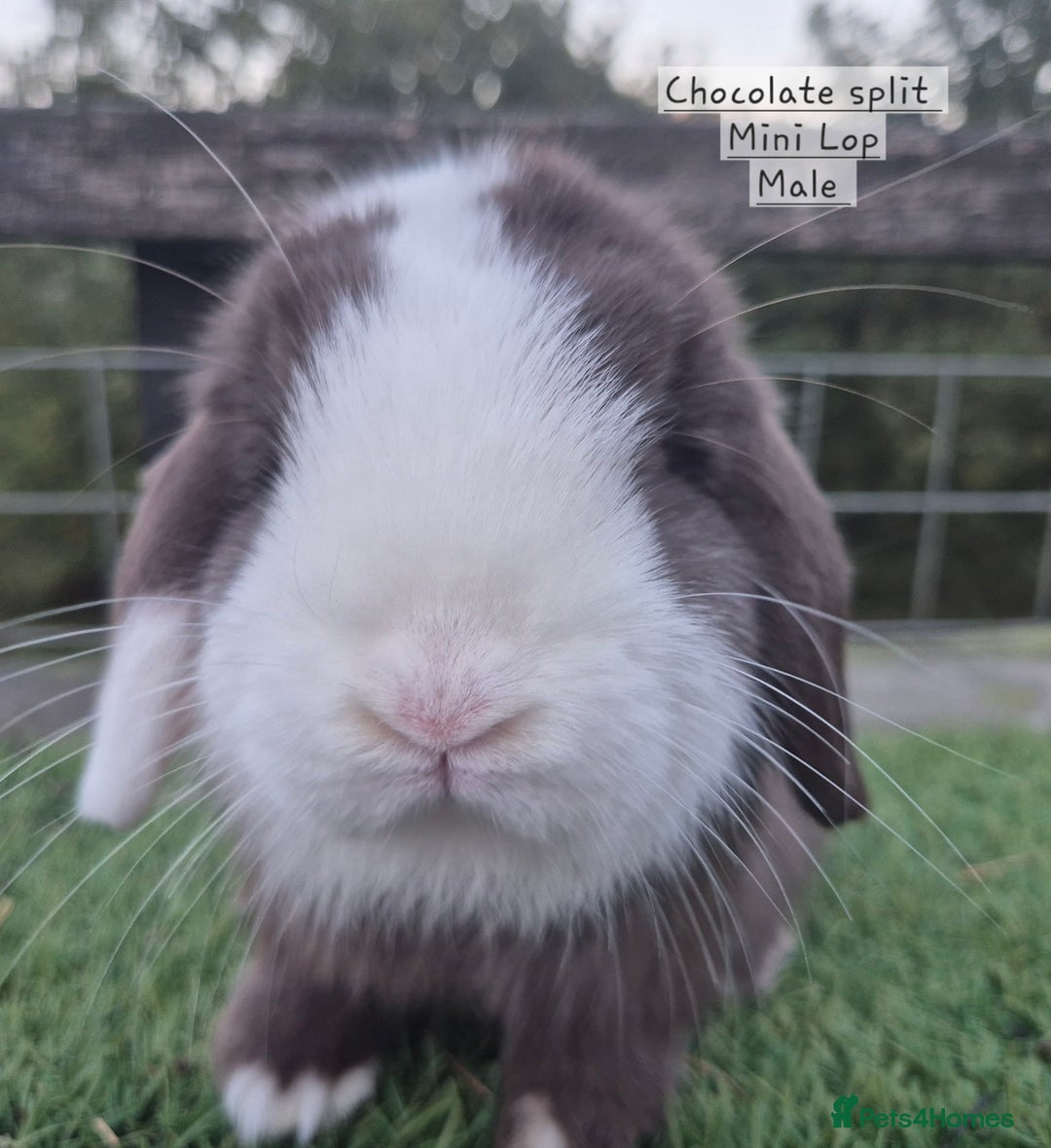 Mini Lop rabbits for sale: Various young mini lop males  - Image 3