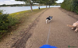 Mixed Breed dogs for sale: Bolt staffy and Jack russel mix  - Image 4