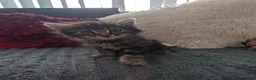 Mixed Breed cats for sale: Kittens  - Advert 30