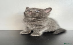 Mixed Breed cats for sale: Beautiful mixed bengal kittens  - Image 3