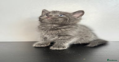 Mixed Breed cats - Advert 8