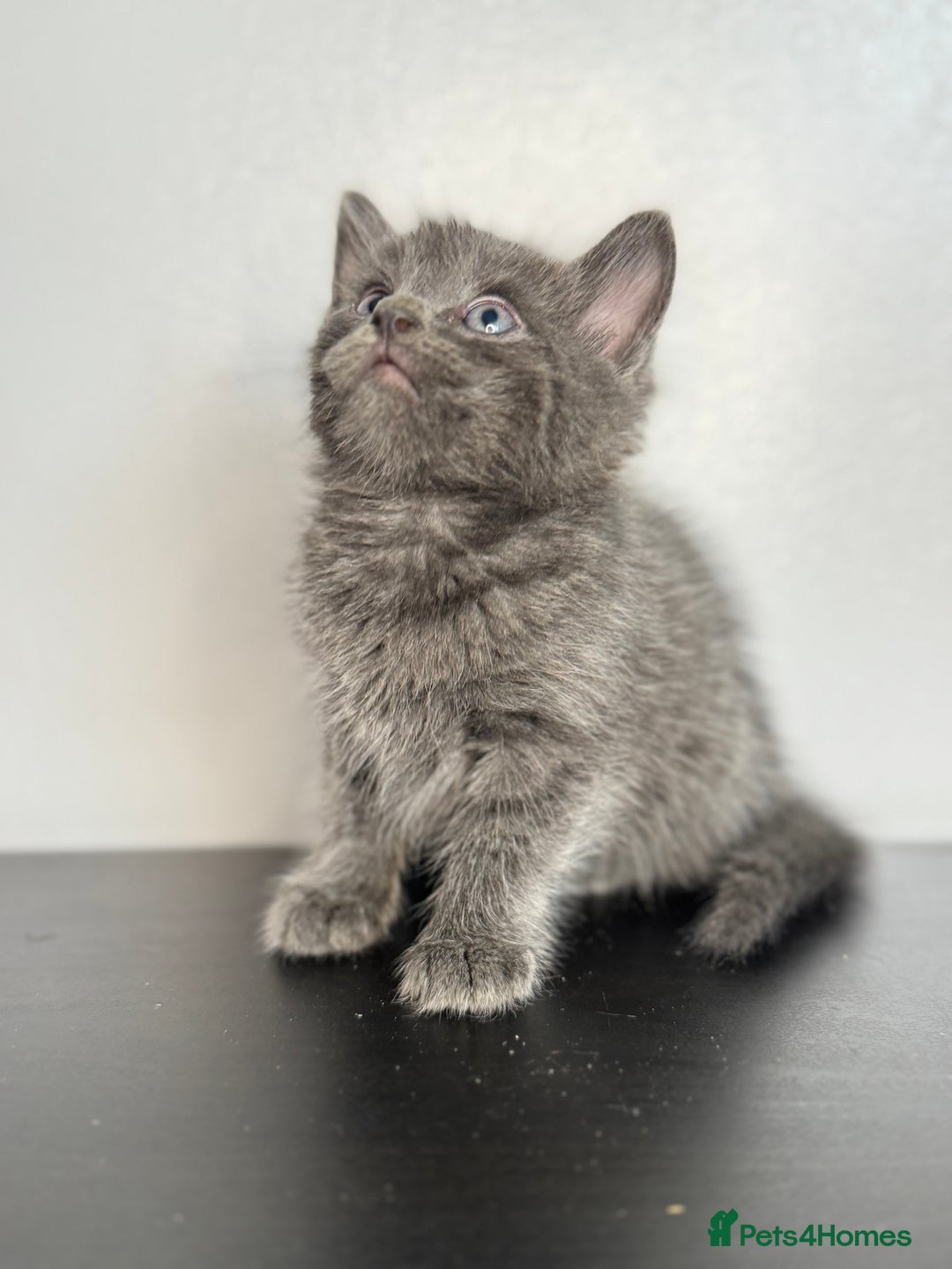 Mixed Breed cats for sale: Beautiful mixed bengal kittens  - Image 3