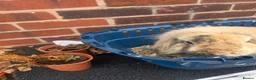 Mini Lion Lop rabbits for sale: Bert and Ernie  in Telford - Advert 5