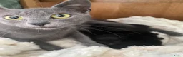 British Shorthair cats for sale: Adorable Kittens Looking for Loving Homes, Chester in Chester - Advert 4