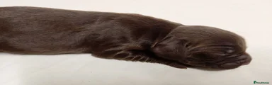 Sprocker 5