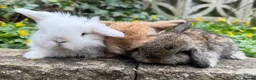 Mini Lop rabbits for sale: Top quality mini lops - Advert 7