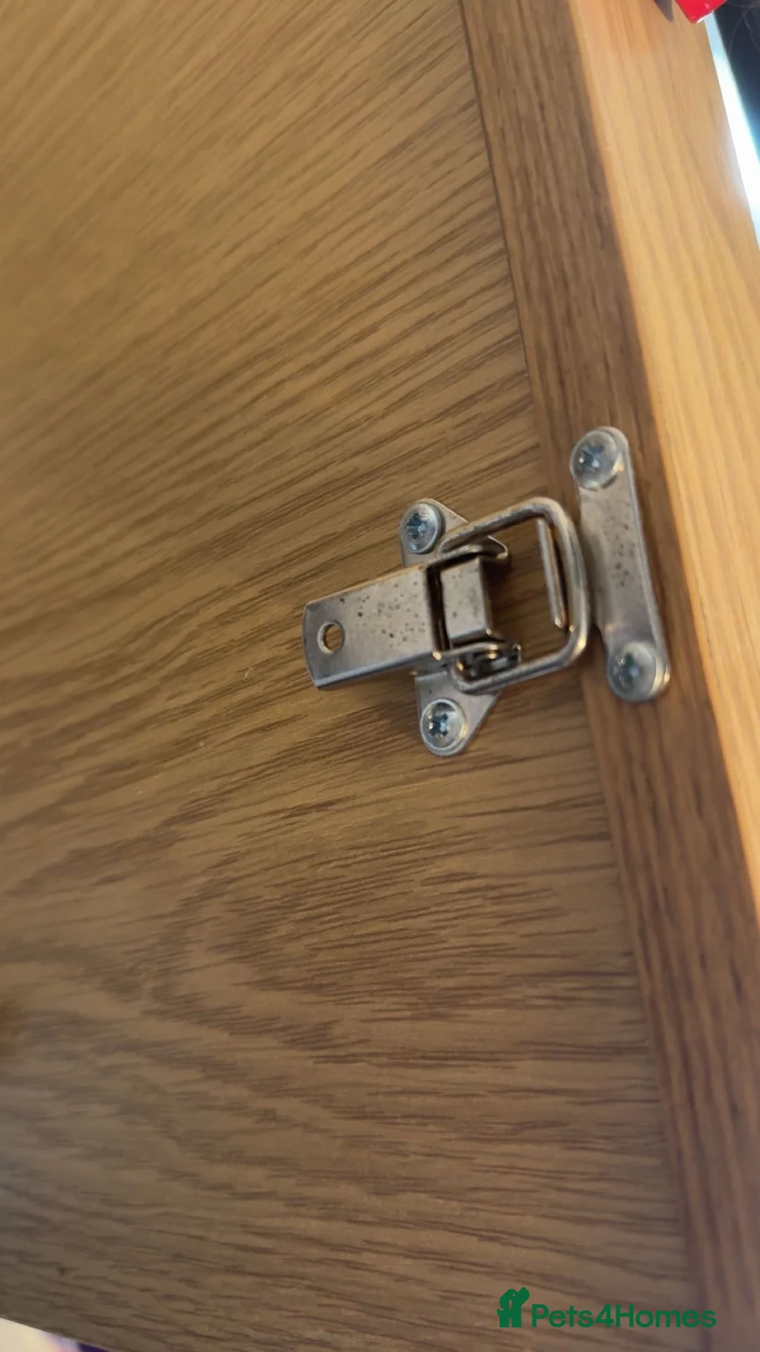 Leopard Gecko reptiles for sale: Leopard Gecko  - Advert 12