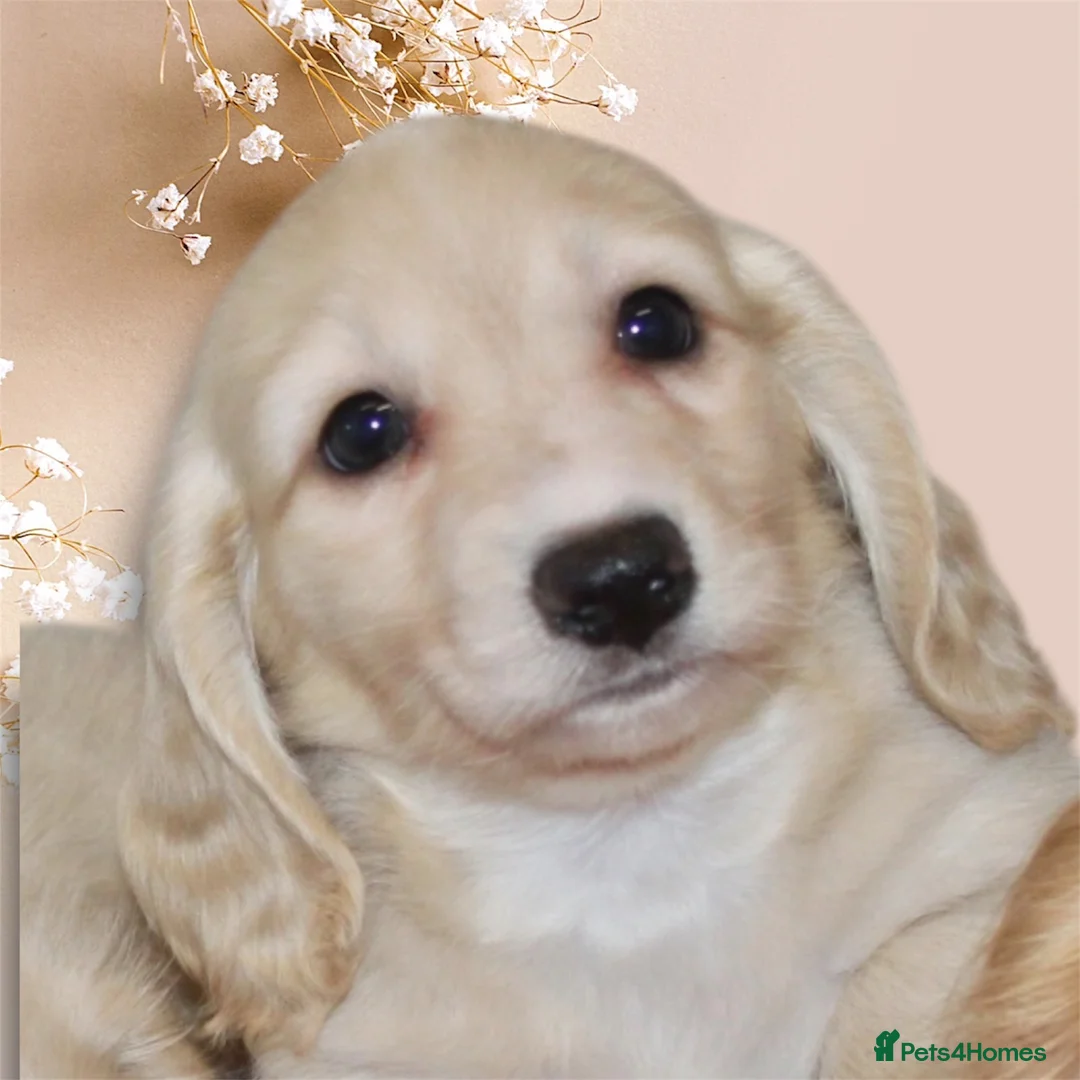 Miniature Dachshund dogs for sale: ✨ absolutely STUNNING full long hair light cream ✨ - Advert 17