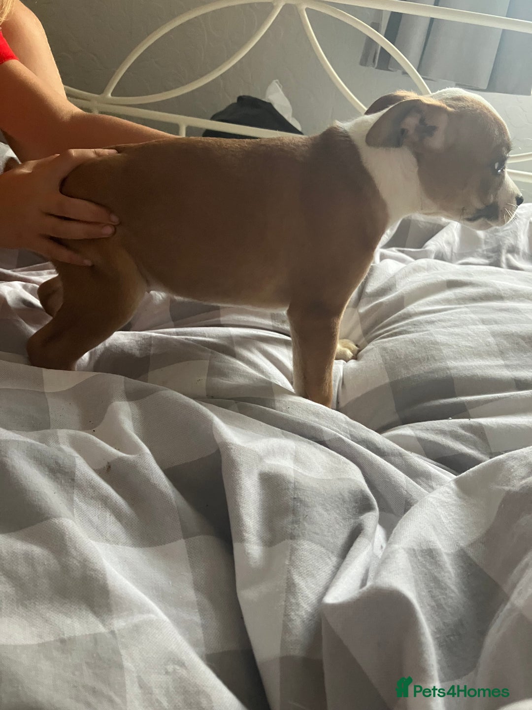 Staffordshire Bull Terrier dogs for sale: Kc Staffordshire bull terrior puppies - Image 10