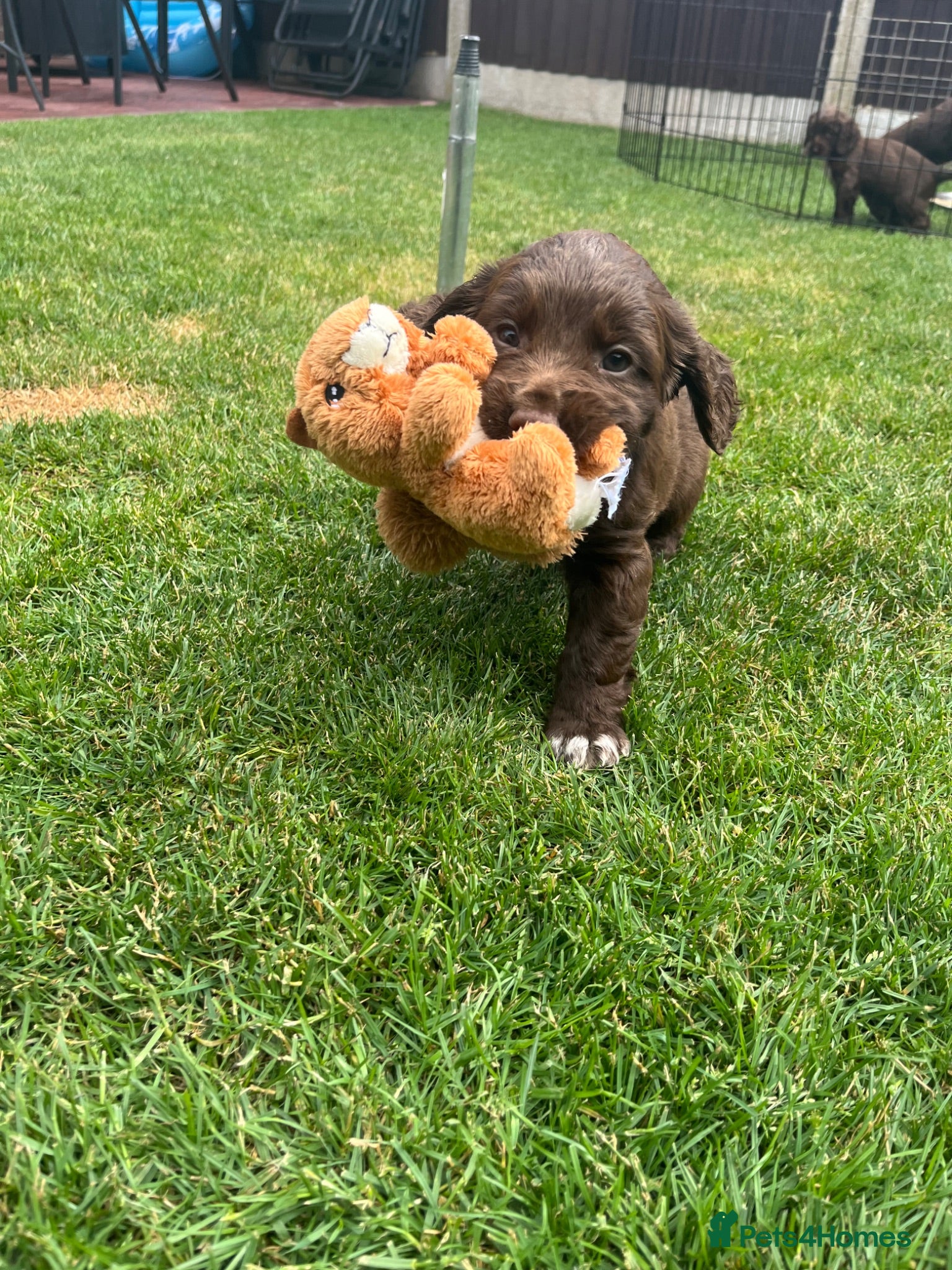Sprocker dogs F1 Beautiful sprocker puppies 2 girls 1 boy left  - Advert 1