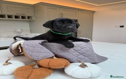 Cane Corso dogs for sale: Beautiful Cane Corso Puppies - Image 18