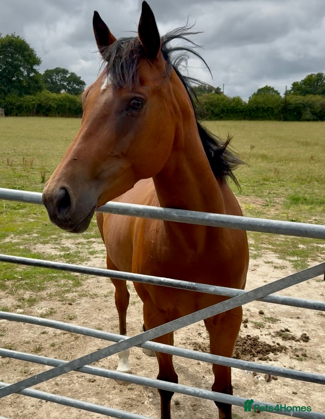 Irish Thoroughbred horses for sale: Project horse previously backed from KODIAC line - Image 3