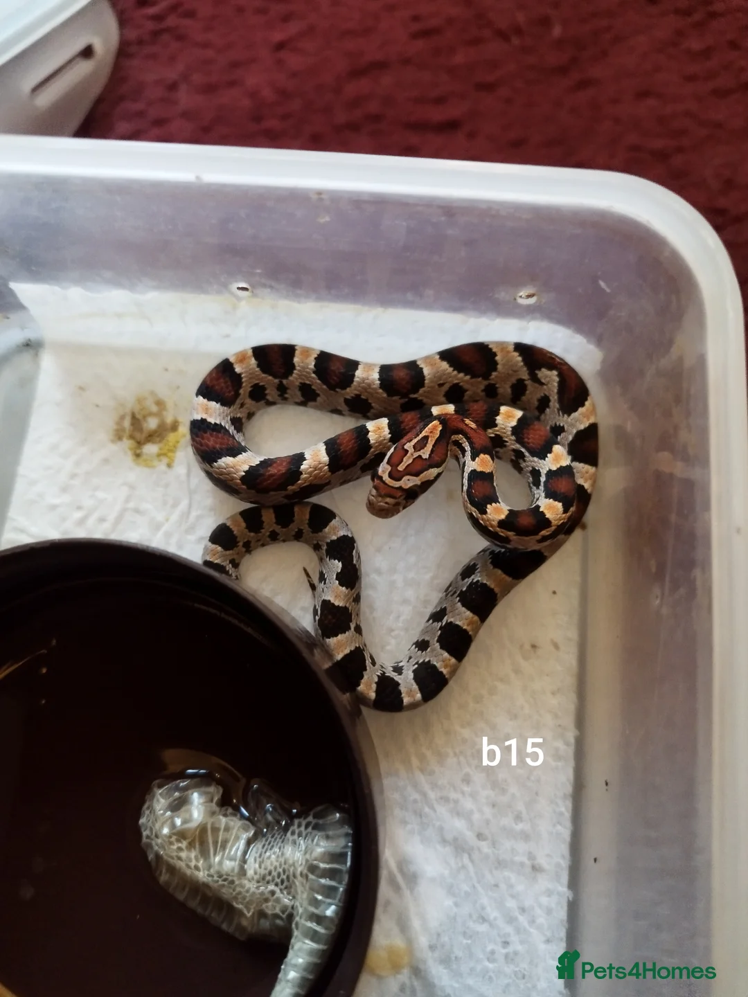 Corn Snake reptiles for sale: Cb 2025 cornsnake hatchlings  - Advert 2