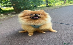Pomeranian dogs for sale: 6 month old pomeranian  - Image 20