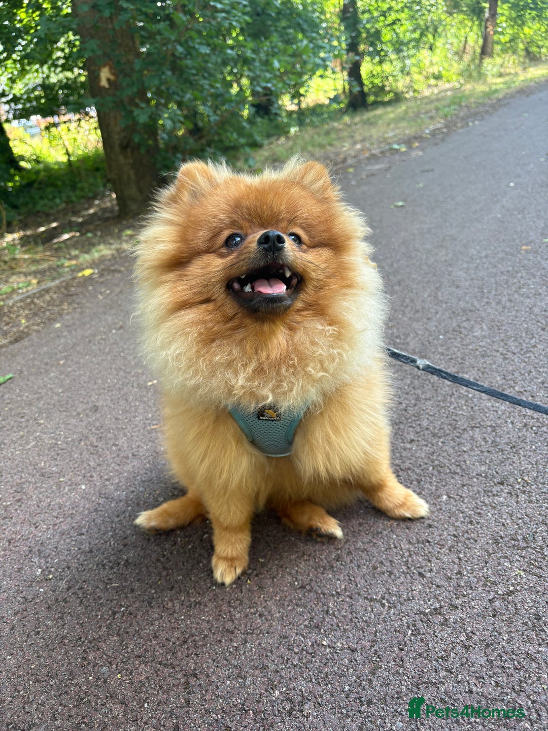 Pomeranian dogs for sale: 6 month old pomeranian  - Image 20
