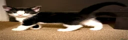Mixed Breed cats for sale: 🐾 Clean, Healthy Bombay x Turkish Van Kittens - Advert 30