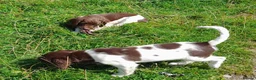 English Springer Spaniel dogs for sale: Gorgeous English Springer Spaniels Puppies - Advert 27