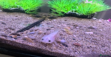 Axolotl reptiles - Advert 3