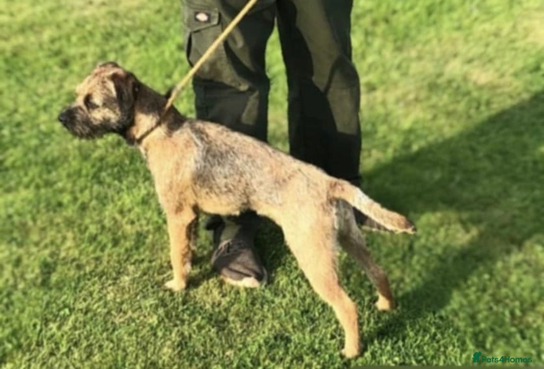 Border Terrier dogs for sale: Border Terrier Puppies  - Image 24