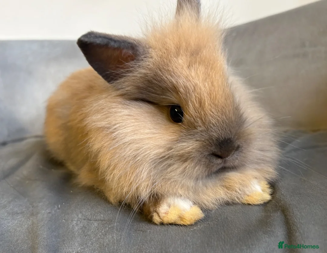 Lionhead rabbits for sale: Pure Bred Double Maned Lionhead babies   - Advert 1