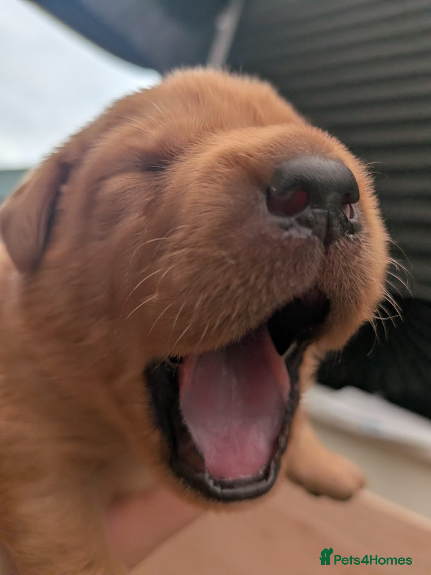 Labrador Retriever dogs Fox red Labrador puppies - Advert 1