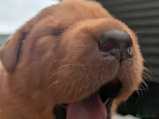 Labrador Retriever dogs Fox red Labrador puppies - Advert 1