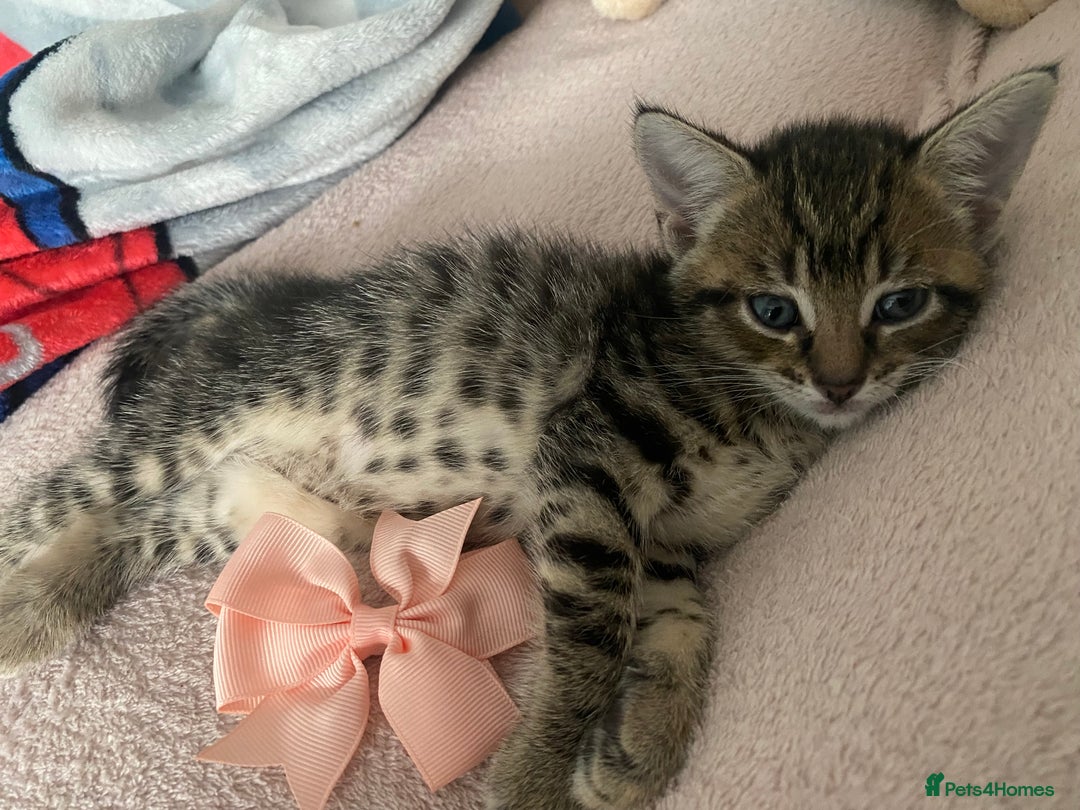 Mixed Breed cats for sale: Kittens Nottingham  - Image 3