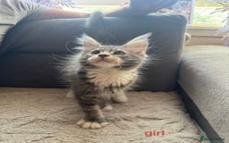 Maine Coon cats for sale: Gorgeous maine coon kittens  - Image 6