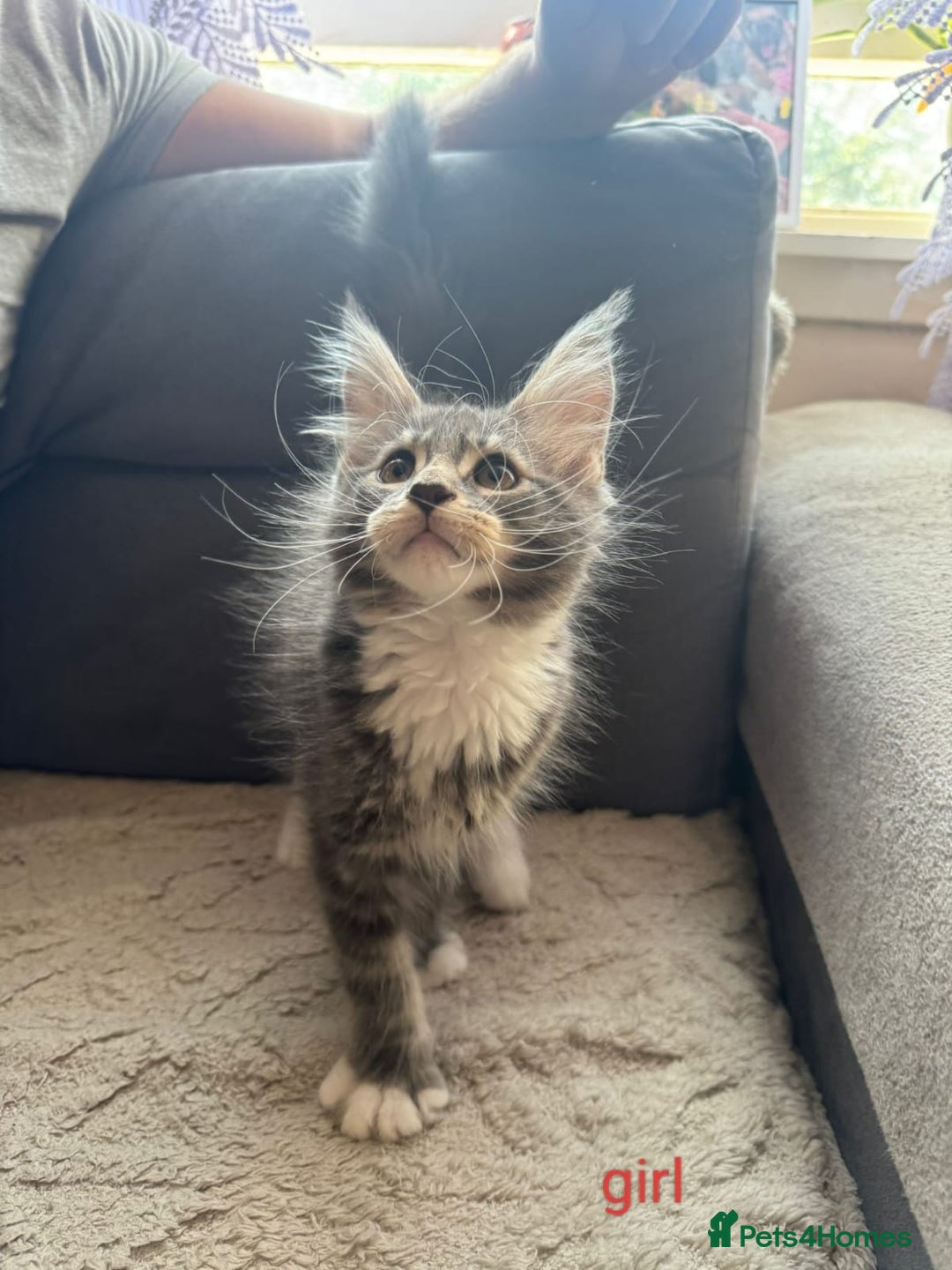 Maine Coon cats for sale: Gorgeous maine coon kittens  - Image 6