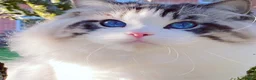 Ragdoll cats for sale: Rare Blue Torte Bi Colour Lynx  - Advert 13