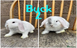 Mini Lop rabbits for sale: Pure breed mini lop male and female  - Image 8