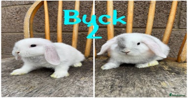 Mini Lop rabbits - Advert 11