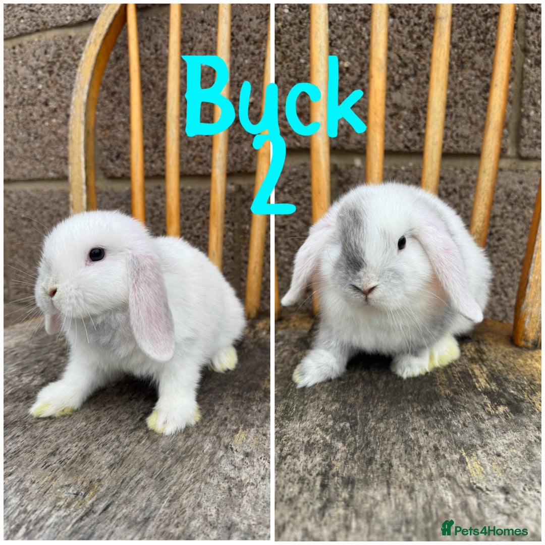 Mini Lop rabbits for sale: Pure breed mini lop male and female  - Image 8
