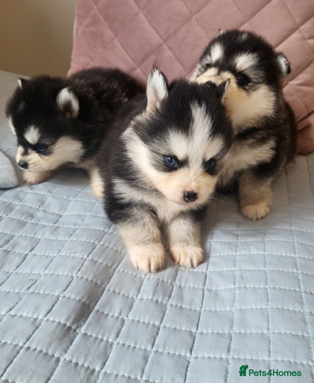 Pomsky dogs for sale:  toy size multi-generational pomsky puppies  - Image 9