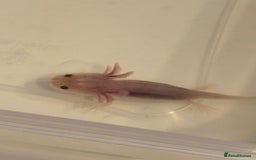 Axolotl reptiles for sale: Axolotl - Image 4