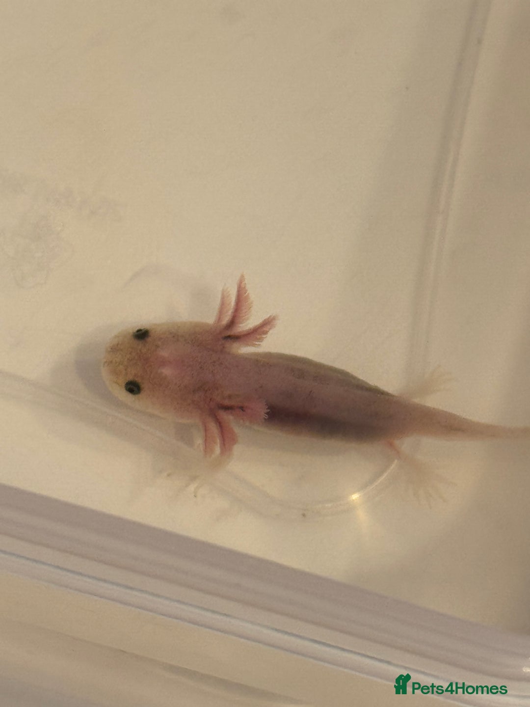 Axolotl reptiles for sale: Axolotl - Image 4