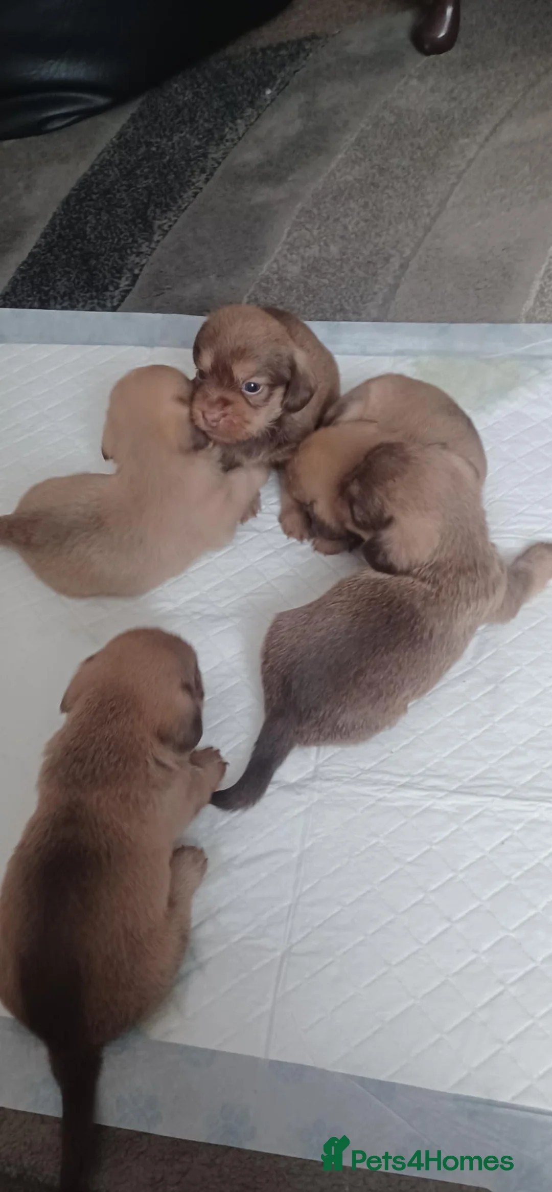 Mixed Breed dogs for sale: Imperial Shih Tzu x Mini Dachshund  - Advert 13