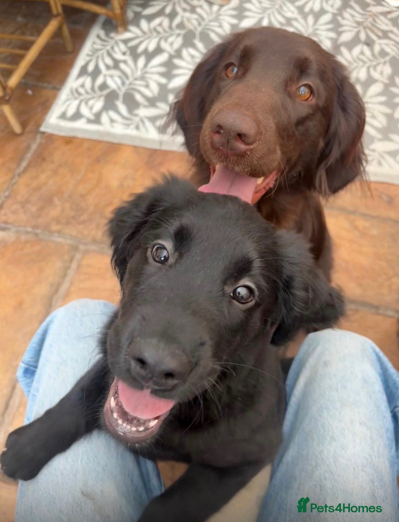 Mixed Breed dogs LAST PUPPY ❤️Beautiful fluffy chunky black girl ❤️ - Advert 1