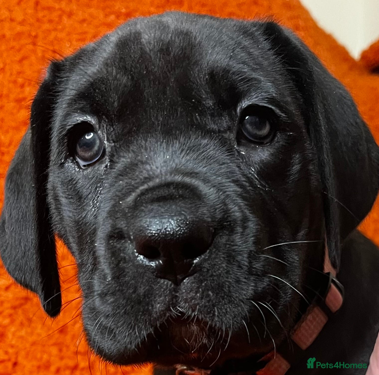 Cane Corso dogs Cane Corso Puppies  - Advert 2