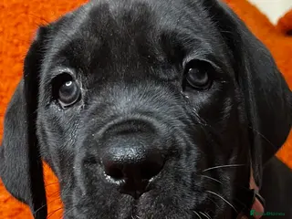 Cane Corso dogs Cane Corso Puppies - Advert 2