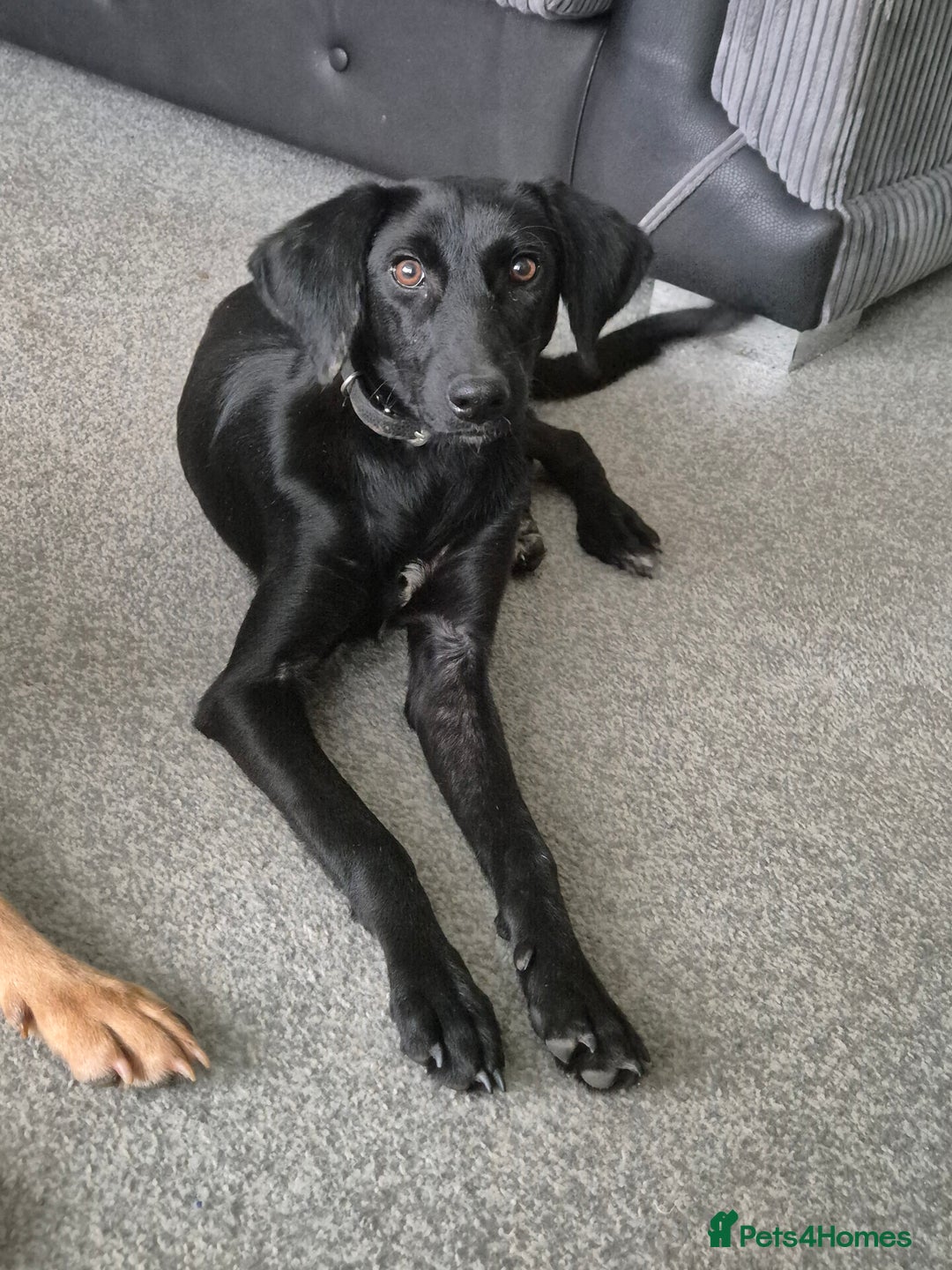 Mixed Breed dogs for sale: Mixed breed  - Advert 4