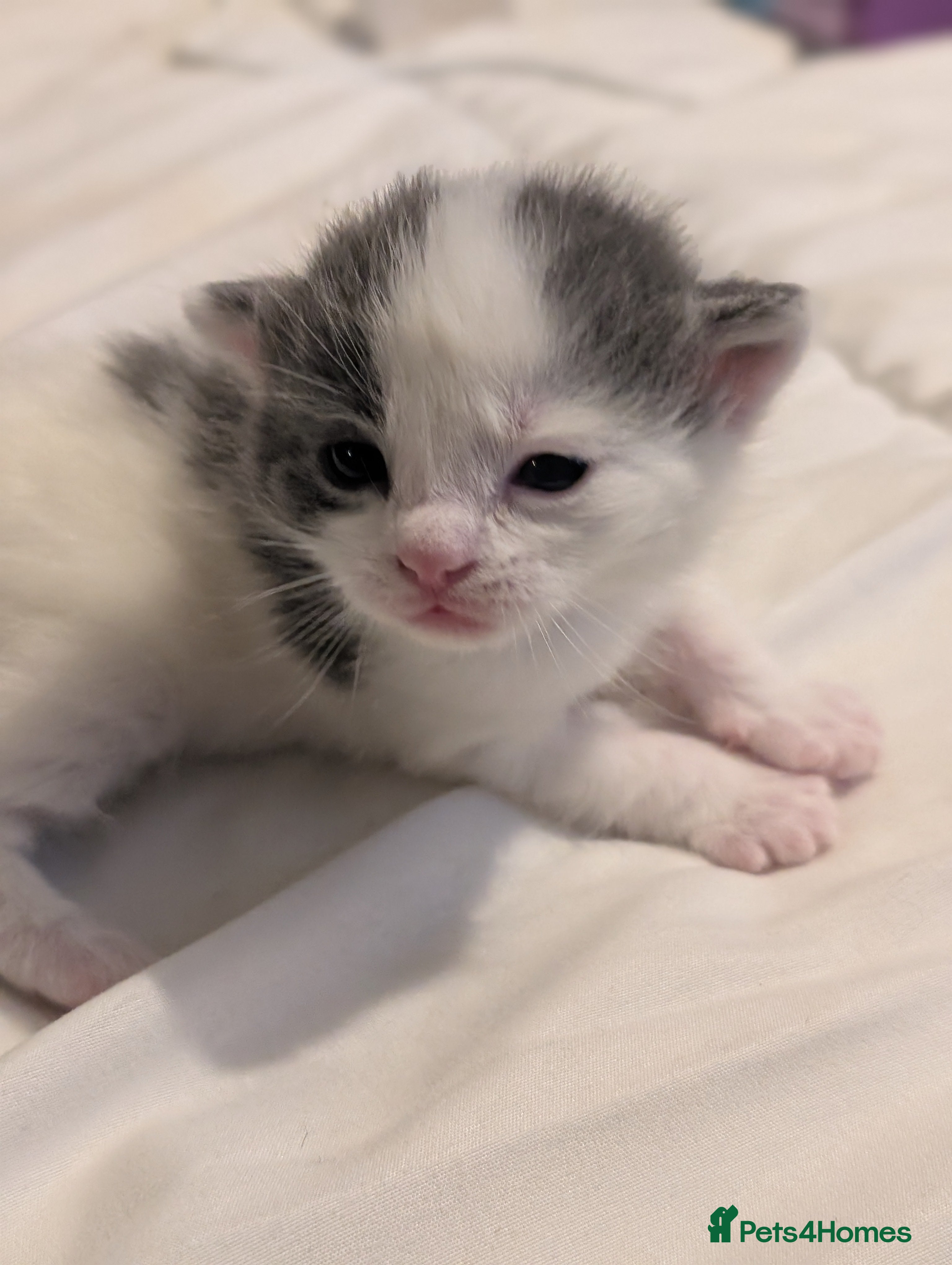 Domestic Shorthair cats for sale: 🖤 LAST KITTEN REMAINING – Midnight 🖤 - Advert 35