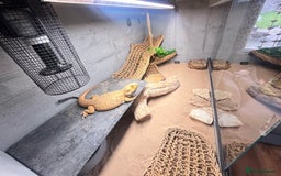 Bearded Dragon reptiles for sale: Bearded Dragon & full set up  - Image 3