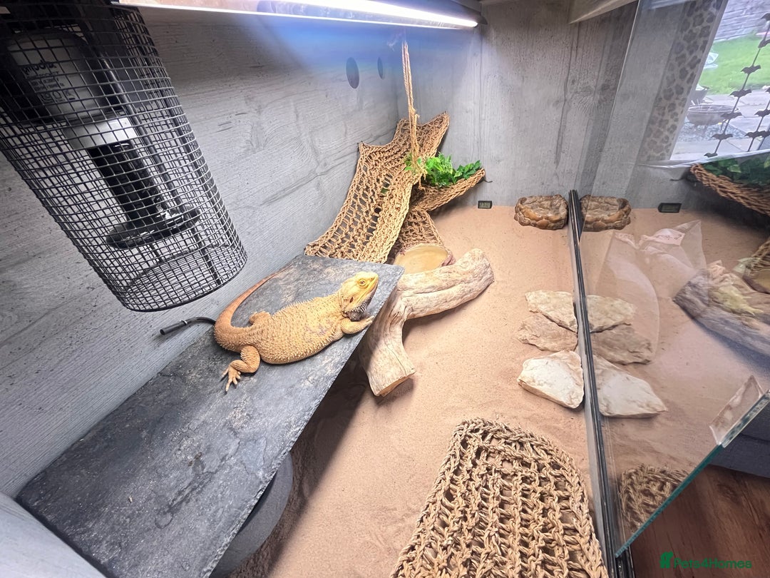 Bearded Dragon reptiles for sale: Bearded Dragon & full set up  - Image 3