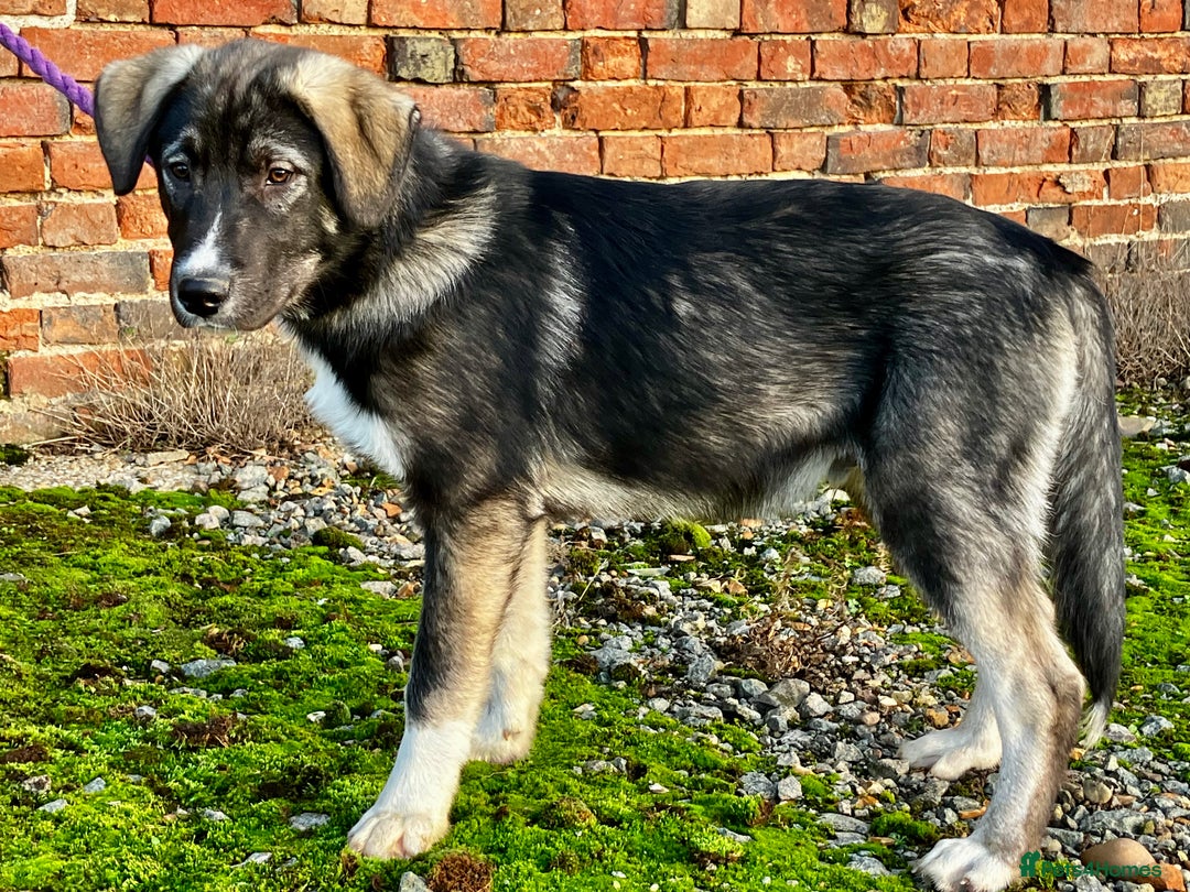 Mixed Breed dogs for sale: READY NOW! Pure Husky x Caucasian Shepherd - Advert 14