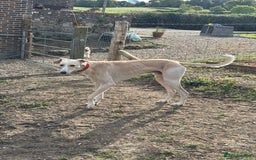 Lurcher dogs for sale: Sandy & White Lurcher  - Image 3