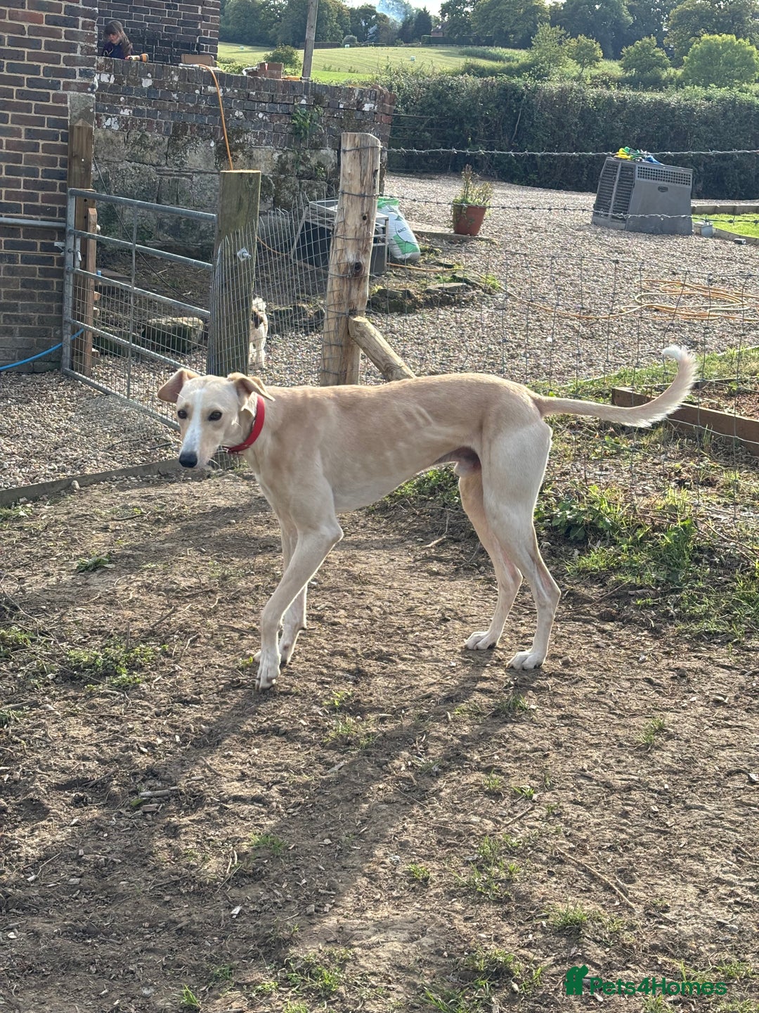 Lurcher dogs for sale: Sandy & White Lurcher  - Image 3