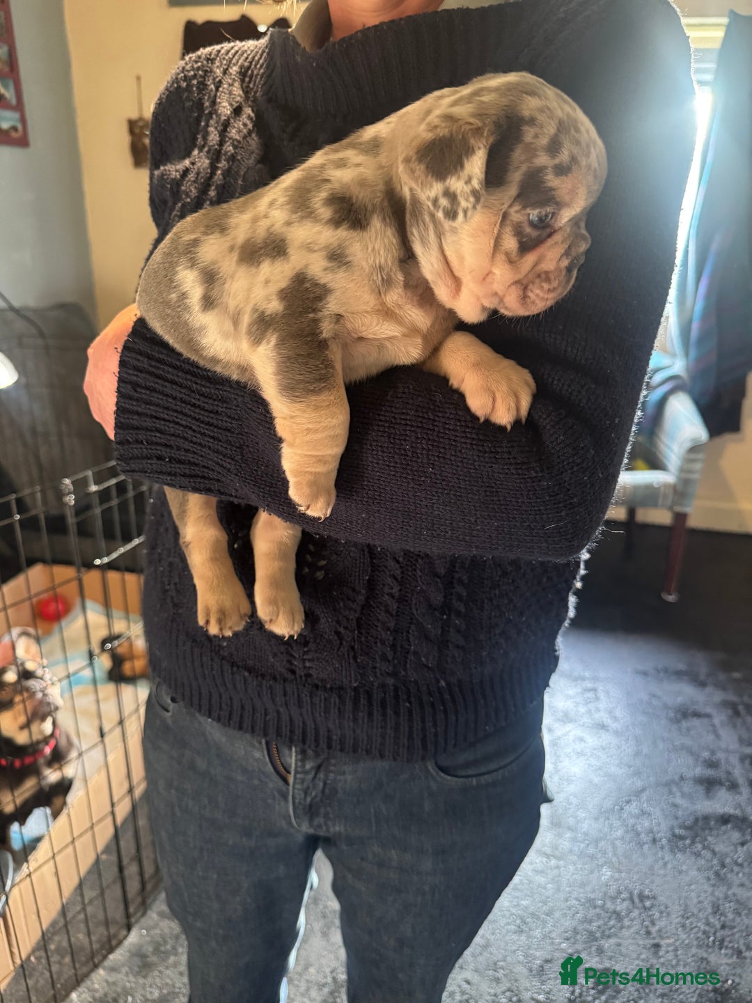 French Bulldog dogs for sale: 🐶 Stunning Merle Lilac Fawn French Bulldogs - Advert 19