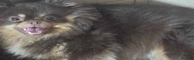 Pomeranian Puppy 1
